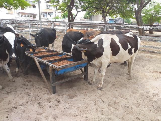 Novilhas Leiteiras na Expoece Fortaleza 2019