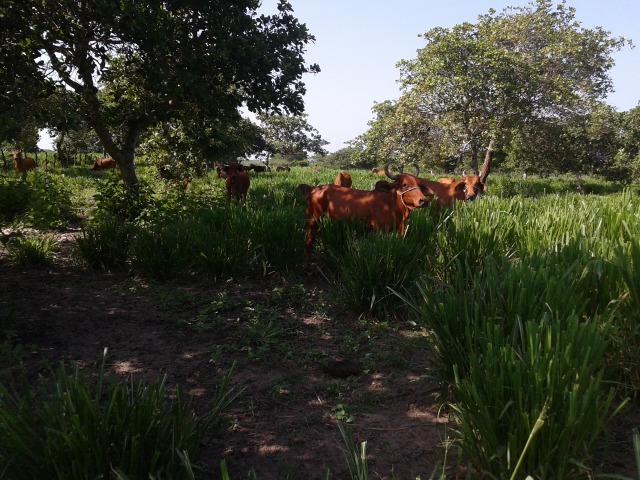 Granja com 8,8 há, duas casas, 2 poços, muito pasto, perto da reta tabajara - Foto 18