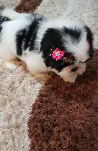 Fêmea Belíssima De Shih Tzu !! - Foto 3