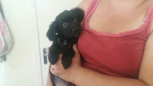 Filhote de poodle com maltes ja com 60 dias caminha de brinde cuida