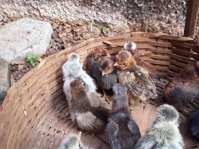 Pintinhos de polonesa - Foto 3