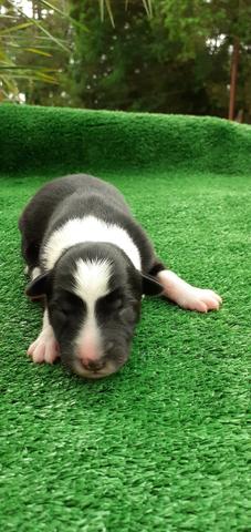 Filhotes de Border Collie - Foto 4