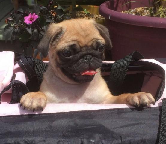 Filhotinhos de Pug pronta entrega hoje, macho e fêmea retire ou entregamos * - Foto 3