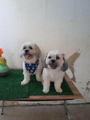 Filhotes de Lhasa Apso