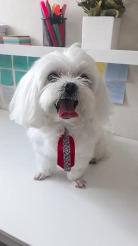 Cachorro maltês procura namoro