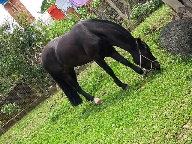 Égua da Cabanha Lessa Jung