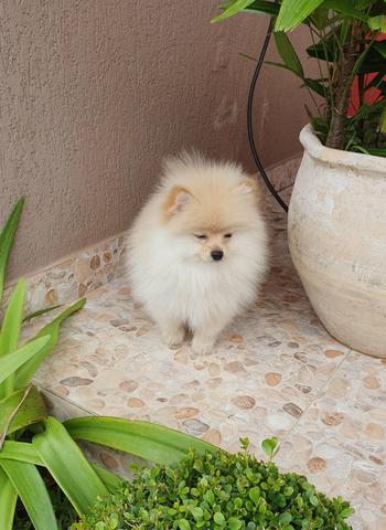 Spitz Alemão - Foto 3