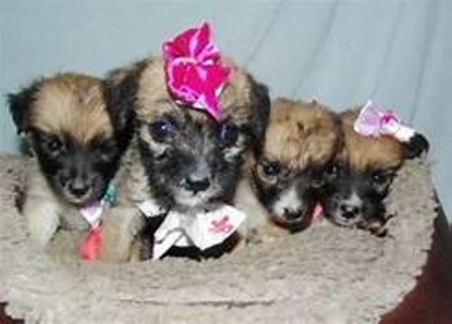 Poodle x maltes peludos, São dos pequenos. so 150, chama no whats 9- * - Foto 3