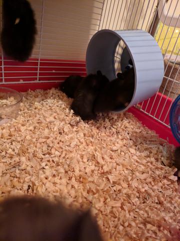 Estou vendendo alguns Hamster - Foto 2