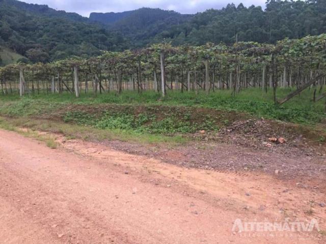 Excelente chácara em ascurra sc. a 03 km do centro - oportunidade. - Foto 10