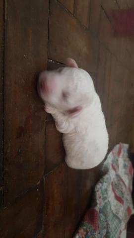 Filhotes de Poodle 2 machos 1 Fêmea - Foto 3