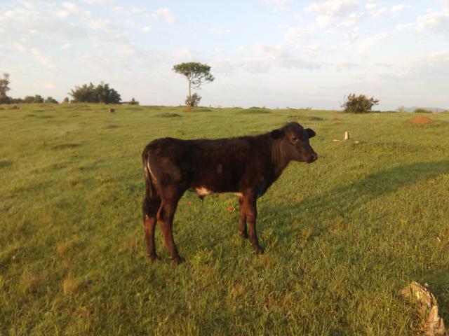 Vendo terneiro macho angus
