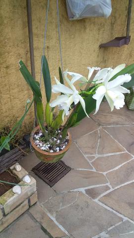 Orquídea Laelia Purpurata - Foto 4