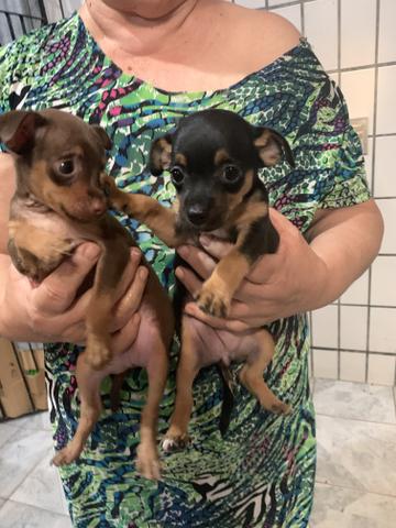 Vendo casal de pincher