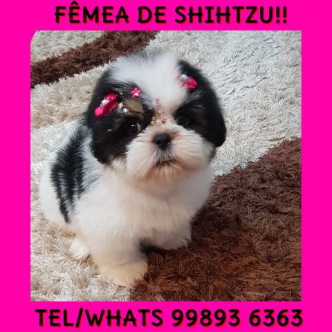 Fêmea Belíssima De Shih Tzu !!