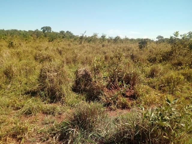Chácara de 39 hectares em Acorizal ! - Foto 4