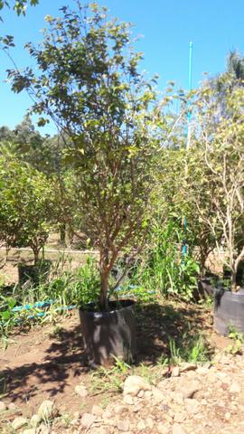 Jabuticaba, fênix, Palmeira azul, podocarpo e de mais plantas