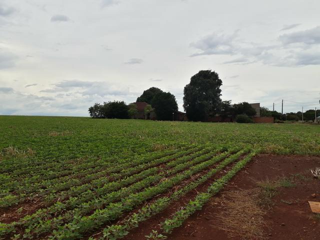 Sítio no distrito do panambi(13,5 ha) - Foto 2