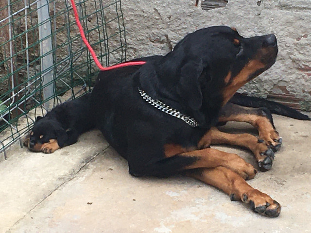 Rottwailer - Foto 4