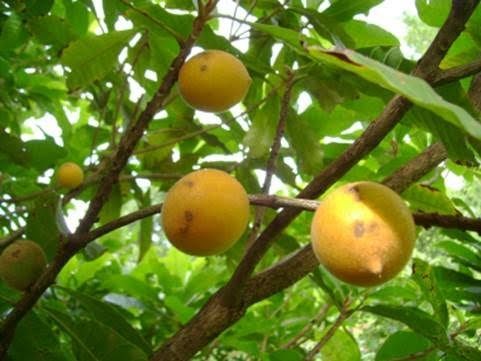 Mudas de frutas brasileiras