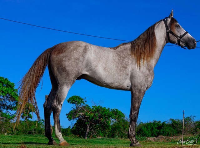 Cavalo Manga Larga Machador 