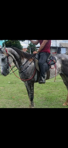 Cavalo de picado 