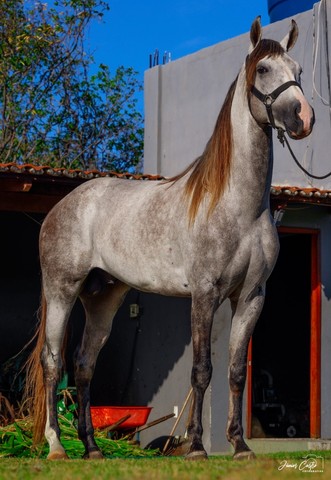 Cavalo Manga Larga Machador 
