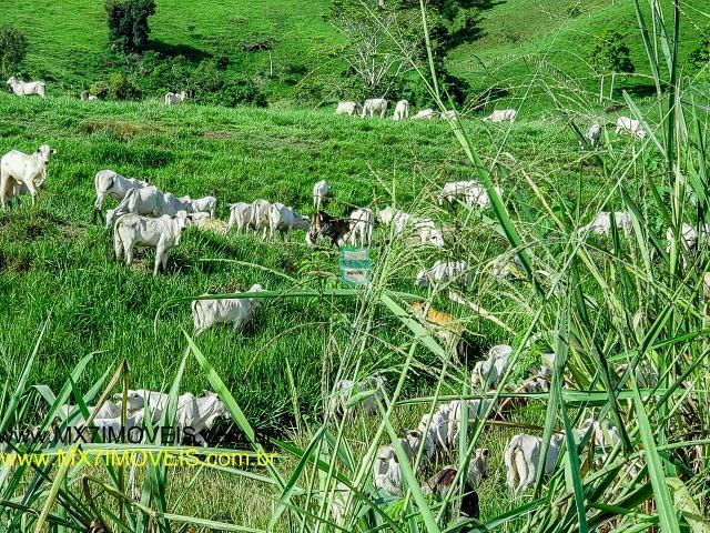 Itaju do Colônia. Linda Fazenda pecuária de 375 Hectares - Foto 3