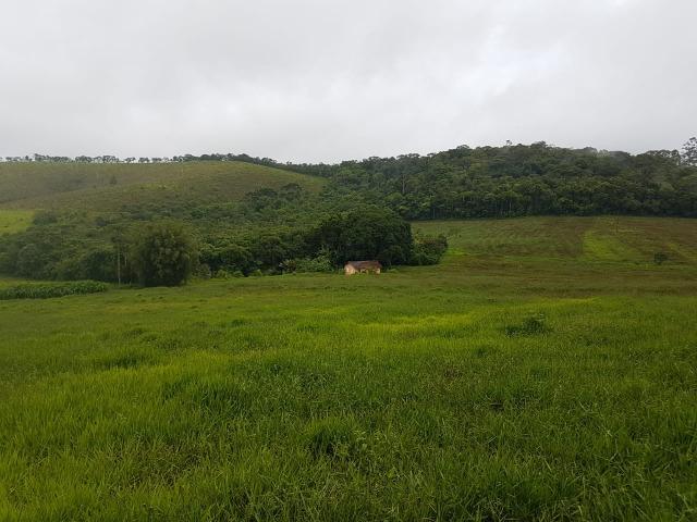 193B/Ótima fazenda de 70 ha bem localizada com ótima altitude e topografia - Foto 9