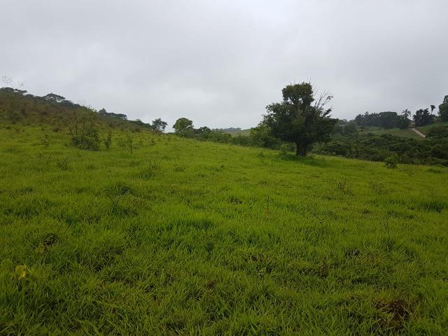 193B/Ótima fazenda de 70 ha bem localizada com ótima altitude e topografia - Foto 4