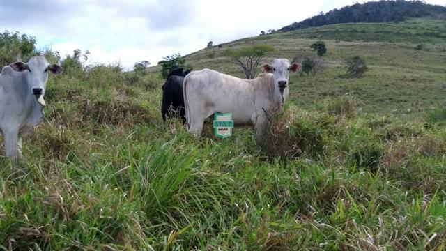 Itaju Do Colônia. Fazenda Pecuária de 1.400 Hectares - Foto 19
