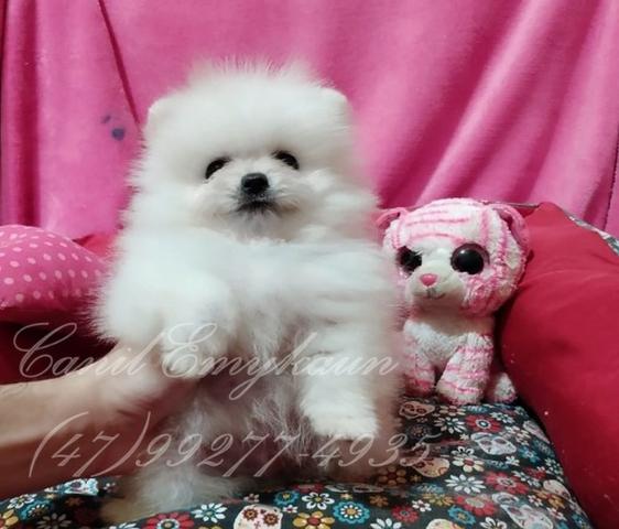 Spitz Alemão- Fêmea - Branco - Foto 2