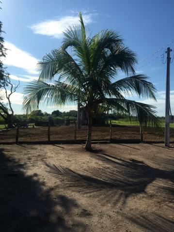 FAZENDA A VENDA EM CORUMBA - MS (Pecuária) - Foto 8
