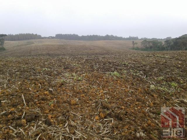 Fazenda Produtiva, Topografia Mecanizada, Propriedade Lindíssima - Foto 4