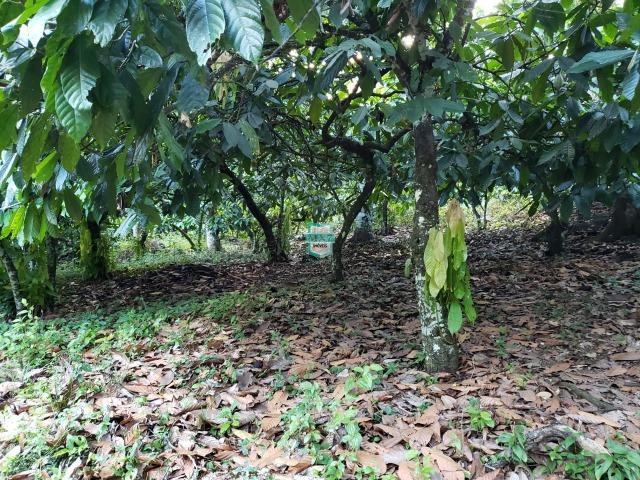 Itajuípe. Fazenda Zona Rural - Foto 8