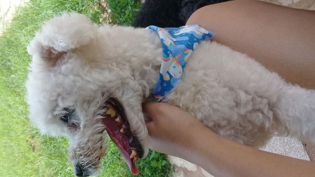 Hospedagem/ Dog Walker/ Pet Sitter Para Cachorros - Foto 2