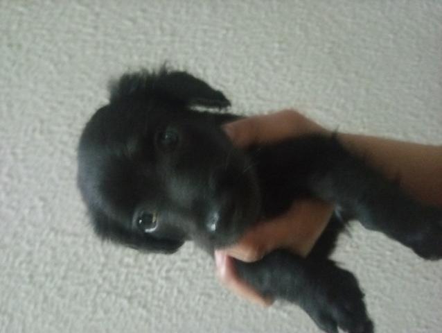 Doacao de cachorro