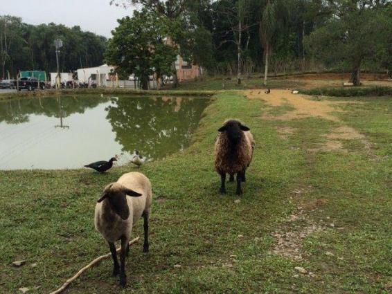 Chácara para alugar com 4 dormitórios em Vila nova, Joinville cod:L58656 - Foto 5