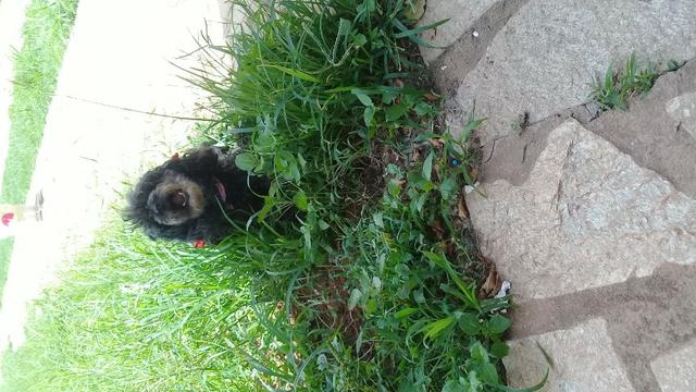 Hospedagem/ Dog Walker/ Pet Sitter Para Cachorros - Foto 5