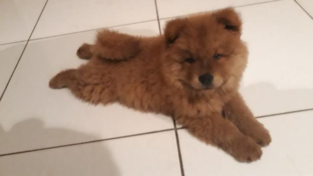 Chow chow - Foto 2