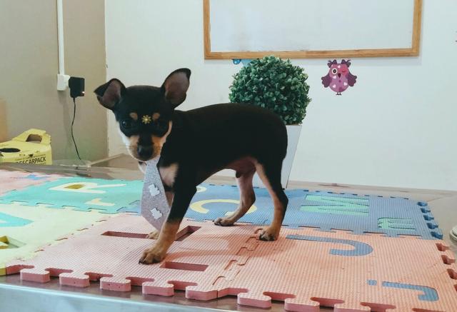 Pinscher