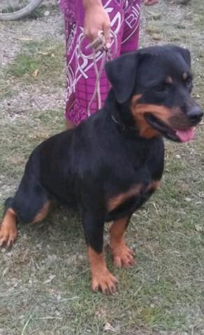 Oportunidade únicaVendo filhotes de rottweiler ZAP - Foto 4