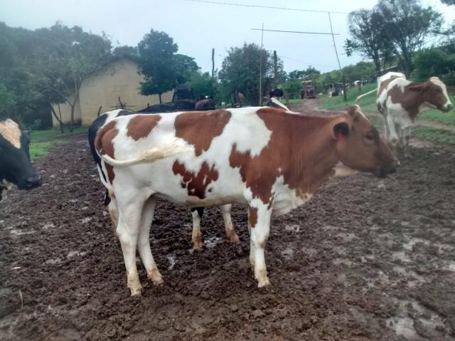 Vende se vacas e novilhas!! contato vendedor : * - Foto 3