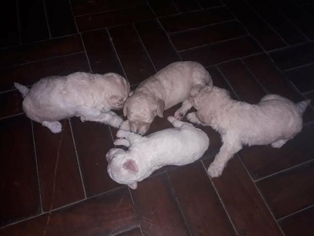 Filhotes de Poodle 2 machos 1 Fêmea - Foto 4