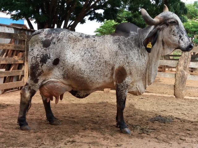 Vacas e novilhas, paridas e amojando- estudo troca em carro ou caminhão - Foto 2