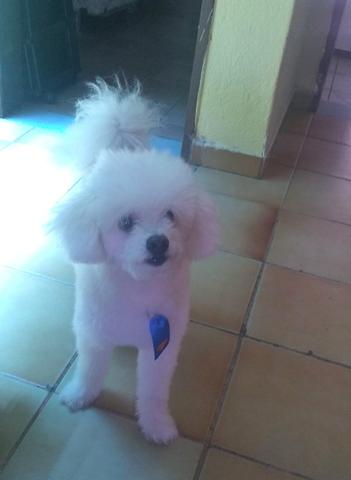 Procura-se Namorada Poodle