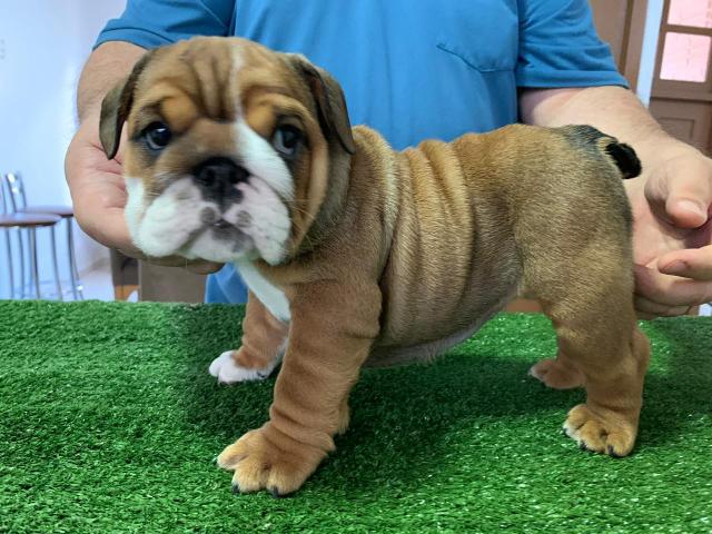 Bulldog Inglês fêmeas - Foto 2
