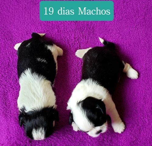 Lindos filhotes de shitzu - Foto 2