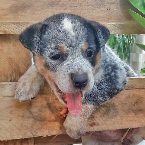 Cadela Boiadeiro Australiano
