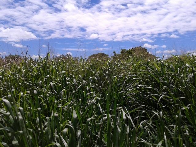 Granja com 8,8 há, duas casas, 2 poços, muito pasto, perto da reta tabajara - Foto 10